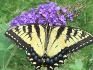 Photograph © 2011 Peggy Kornegger