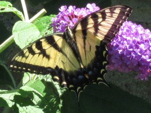 Photograph © 2012 Peggy Kornegger