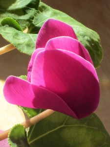 Photograph © 2013 Peggy Kornegger