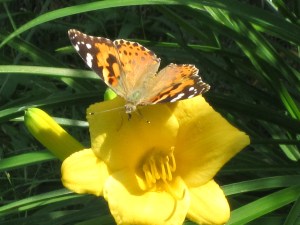 Photograph © 2012 Peggy Kornegger