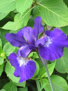 Photograph © 2012 Peggy Kornegger