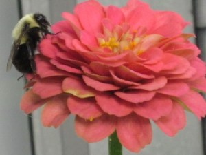 Photograph © 2012 Peggy Kornegger