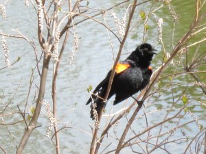 Photograph © 2013 Peggy Kornegger