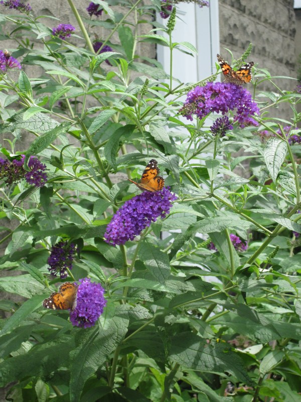 Photograph © 2012 Peggy Kornegger