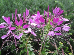 Photograph © 2013 Peggy Kornegger