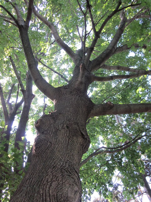 Photograph © 2013 Peggy Kornegger