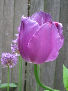 Photograph © 2011 Peggy Kornegger