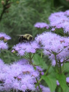 Copyright © 2013 Peggy Kornegger