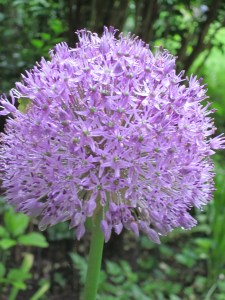 Photograph © 2013 Peggy Kornegger