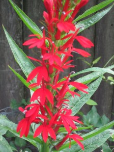 Photograph © 2014 Peggy Kornegger