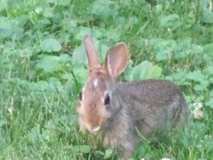 Photograph © 2012 Peggy Kornegger