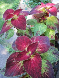 Photograph © 2014 Peggy Kornegger