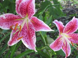 Photograph © 2014 Peggy Kornegger