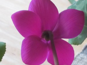 Photograph © 2015 Peggy Kornegger