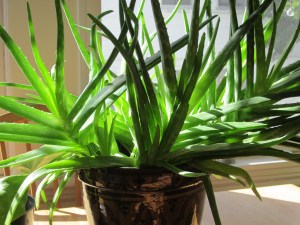 Photograph © 2014 Peggy Kornegger