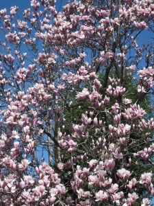 Photograph © 2015 Peggy Kornegger