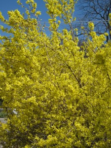 Photograph © 2015 Peggy Kornegger