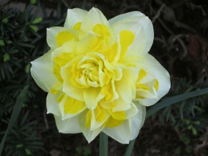 Photograph © 2015 Peggy Kornegger