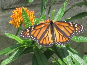 Photograph © 2012 Peggy Kornegger