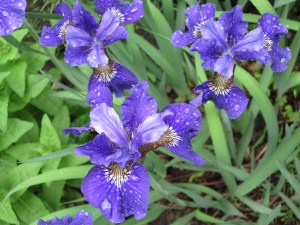 Photograph © 2013 Peggy Kornegger