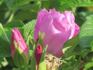 Photograph © 2015 Peggy Kornegger