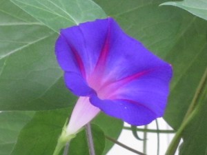 Photograph © 2015 Peggy Kornegger