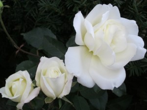 Photograph © 2015 Peggy Kornegger