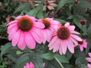 Photograph © 2015 Peggy Kornegger