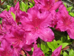 Photograph © 2015 Peggy Kornegger