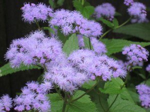 Photograph © 2013 Peggy Kornegger