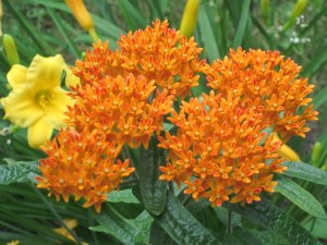 Photograph © 2015 Peggy Kornegger