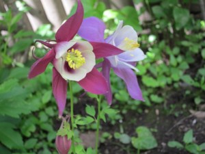 Photograph © 2014 Peggy Kornegger