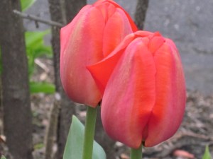 Photograph © 2016 Peggy Kornegger