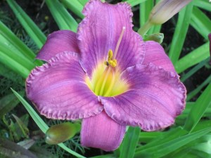 Photograph © 2016 Peggy Kornegger