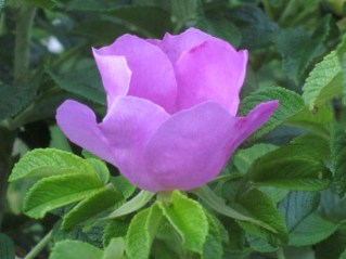 Photograph © 2016 Peggy Kornegger