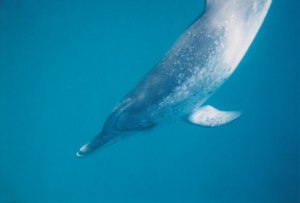 Photograph © 1999 Lynn Van Gundy