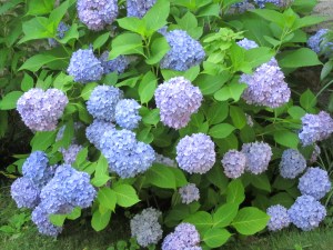 Photograph © 2013 Peggy Kornegger