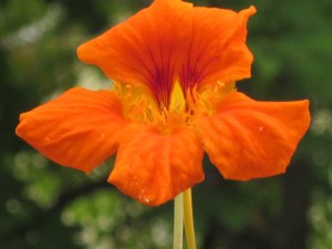 Photograph © 2016 Peggy Kornegger