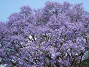 Photograph © 2016 Peggy Kornegger