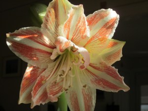 Photograph © 2017 Peggy Kornegger