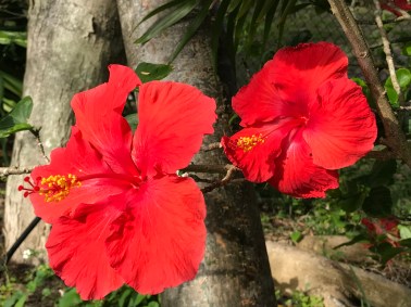 Photograph © 2020 Peggy Kornegger